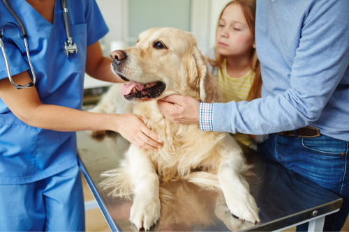 dog undergoing a clinical examination